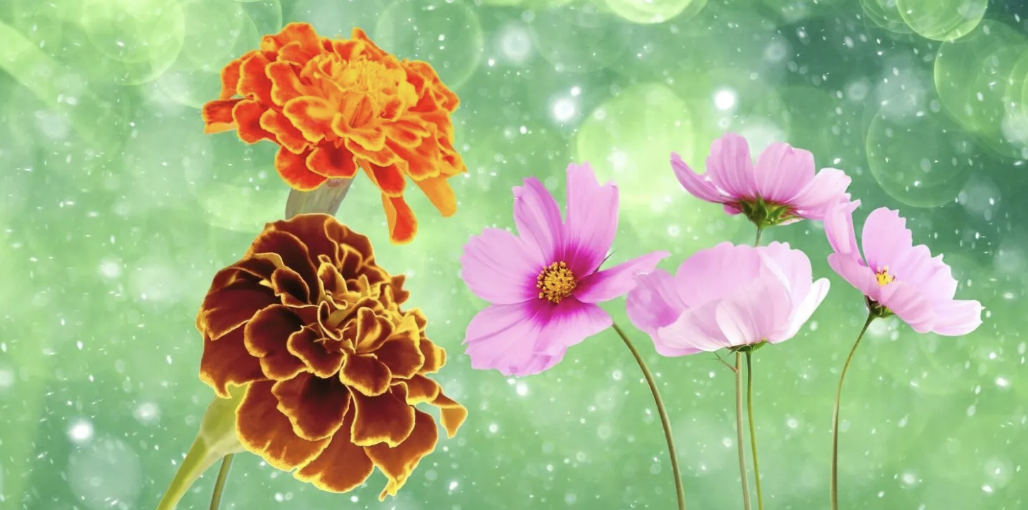 20 Facts About Marigolds & Cosmos, October’s Birth Flowers